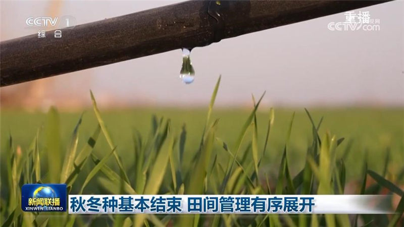 [視頻]秋冬種基本結(jié)束_田間管理有序展開_2025-12-01_05_44_05.jpg